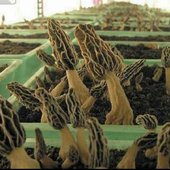 🍄 Grow Kit- MOREL Mushroom- Guaranteed! - Picture 7 of 10